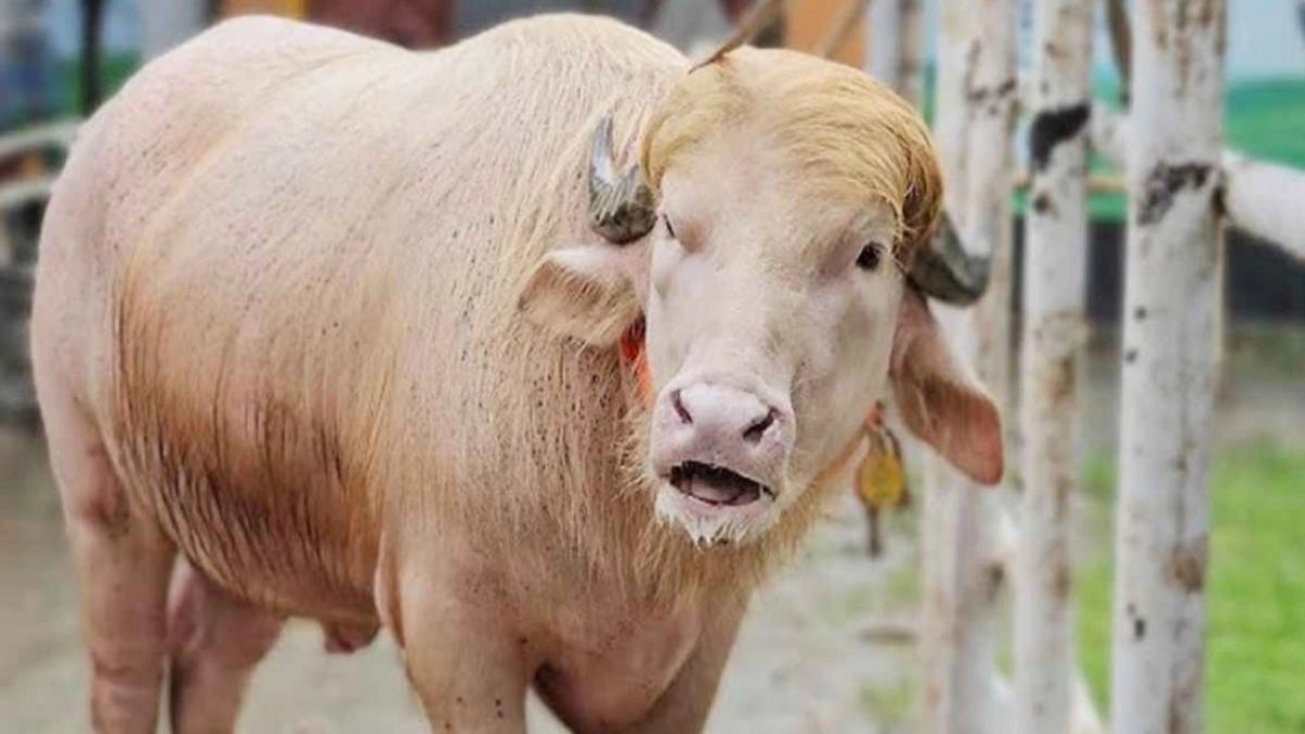 ‎‘ডোনাল্ড ট্রাম্প‍‍` কে দেখতে চিড়িয়াখানায় মানুষের ঢল