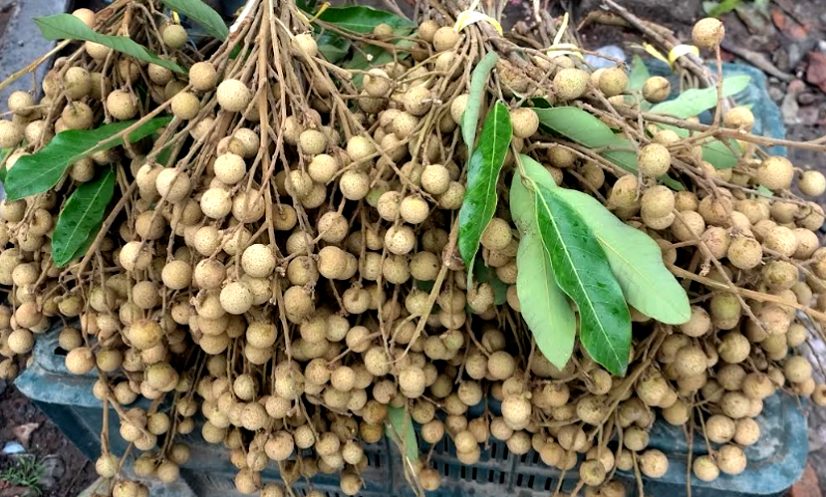 পিস ফলে বাজার সয়লাব