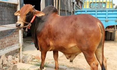 সুস্থ গরু যেভাবে চিনবেন