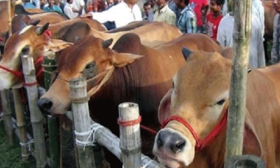 দেশে ১ কোটি পশু কোরবানির সম্ভাবনা রয়েছে: প্রাণিসম্পদমন্ত্রী