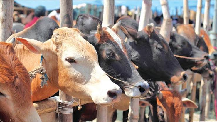 পশ্চিমবঙ্গে গরু-মহিষ জবাই নিষিদ্ধ